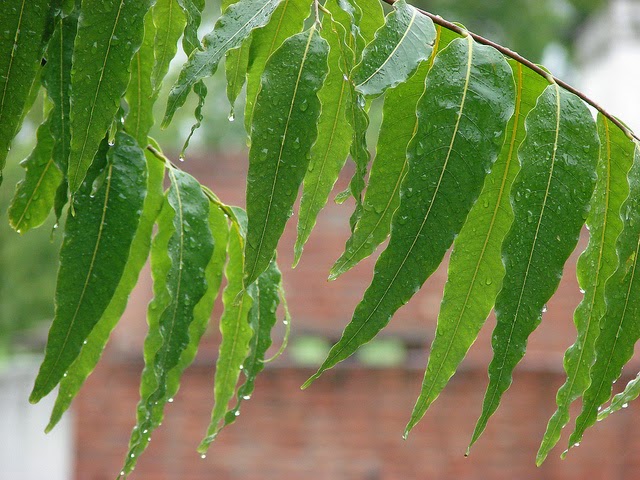 Rain drops falling from Ashoka Trees
