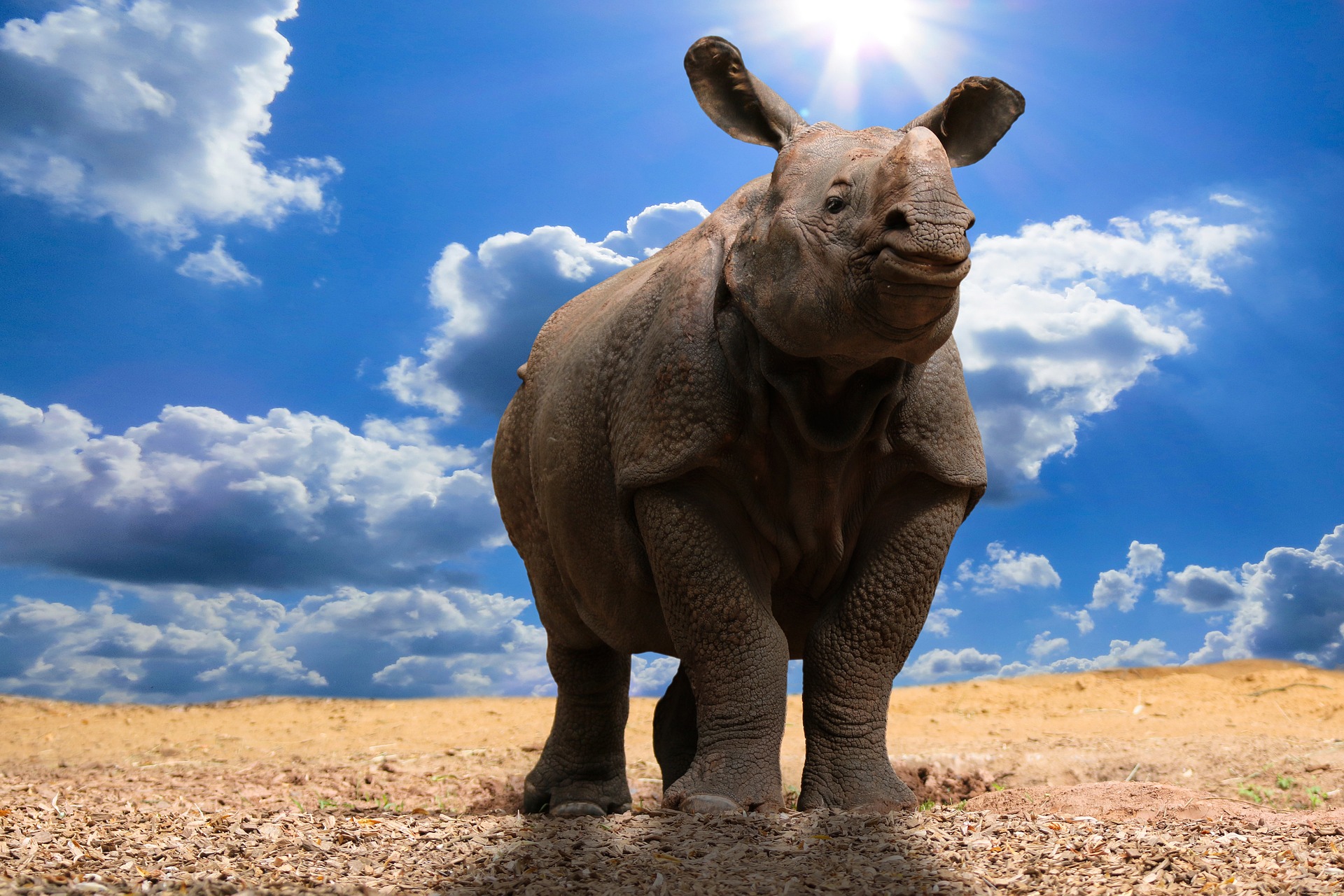 A wild Rhino staring with his ears straight in the backdrop of blue sky