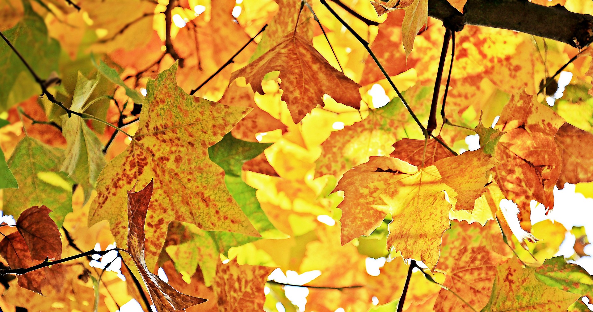 Autumn leaves on the tree