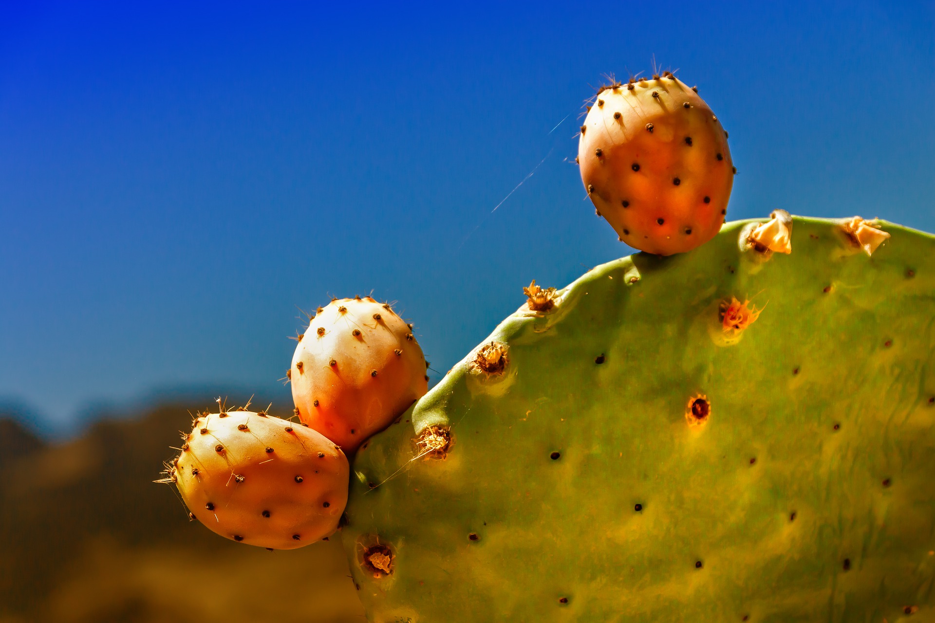 A cactus plant