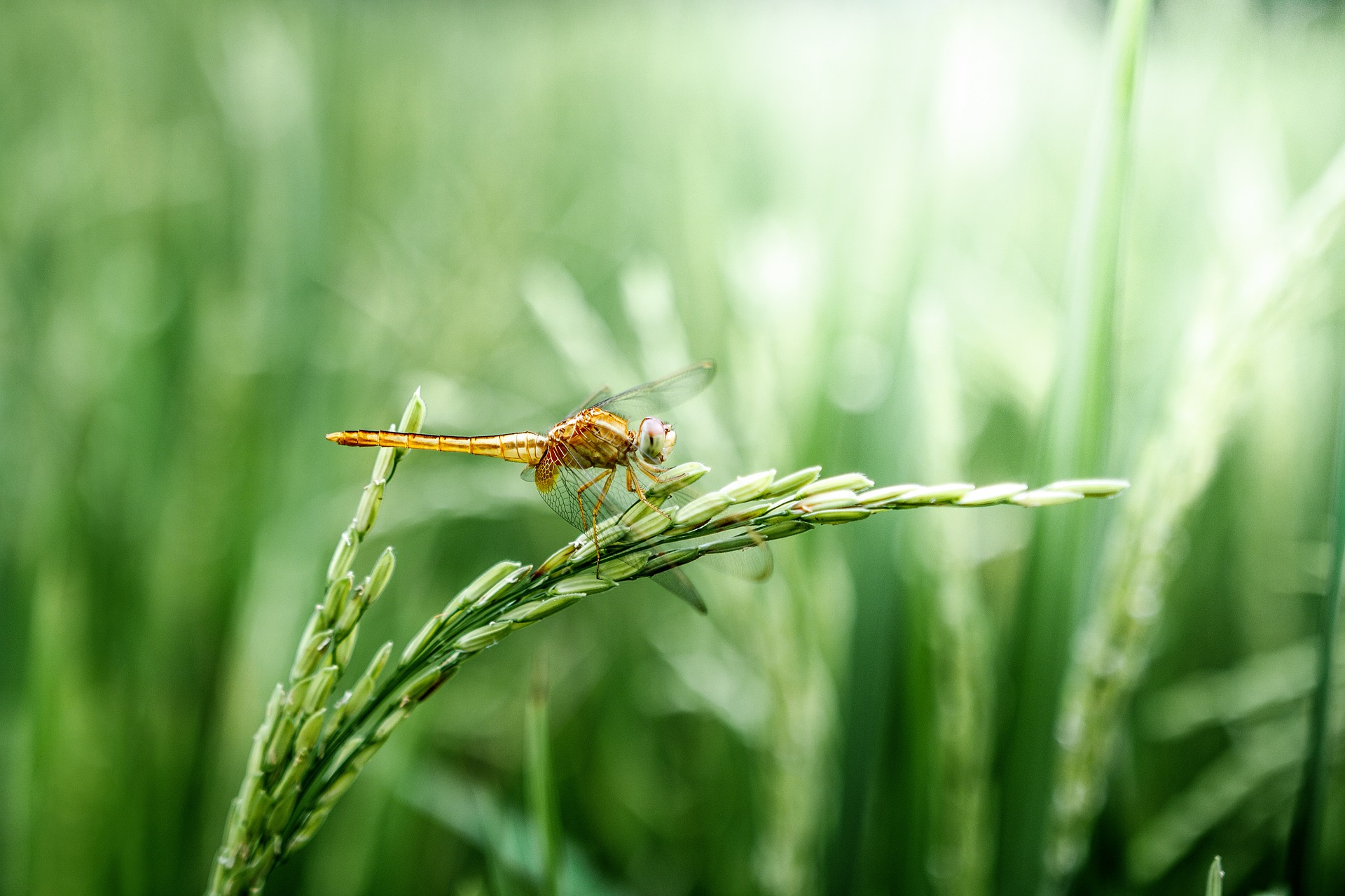 A grass hopper on a leaf
