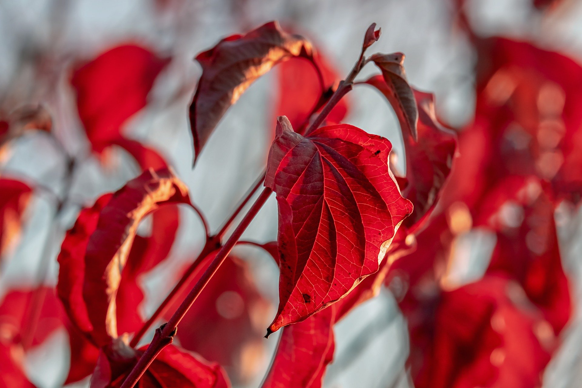 A plant bud with maroon leaves.